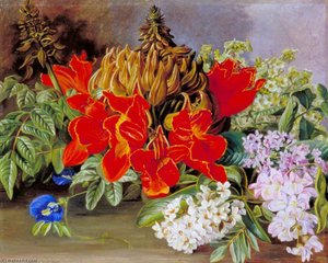 Gezüchtete Und Wilde Blumen, Jamaika — Marianne North