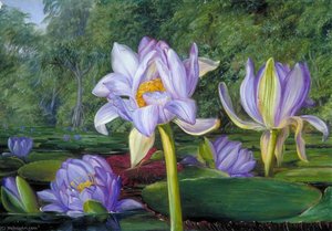 View In The Botanic Garden, Brisbane, Queensland — Marianne North
