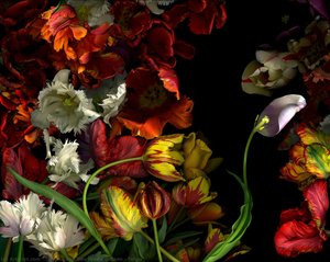 Tulips — Carmen Van Den Eynde Collado
