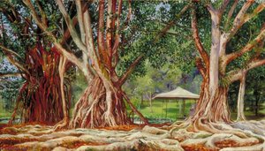 Dęby Kauczukowe W Bujtencorżu, Jawa — Marianne North