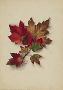 Untitled (autumn Leaves) — Mary Vaux Walcott