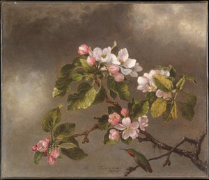 Hmyznat A Jablečné Květy — Martin Johnson Heade