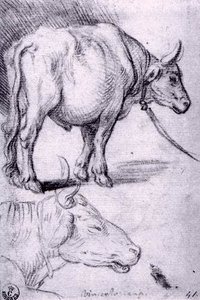 Two Studies Of Bulls — Vincenzo Campi