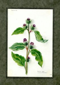 Common Burdock Of The Family Compositae (arctium Lappa) — Clara Peters