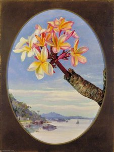 Blüten Von Jasmin-mango Oder Frangipani, Brasilien — Marianne North