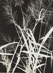 Braquiária Noturna — Luiz Zerbini