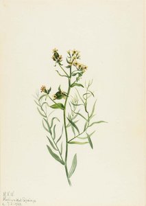 Bastard Toadflax (comandra Pallida) — Mary Vaux Walcott