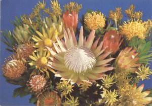 Wildblumen Und Früchte Der Salinas, Chile — Marianne North