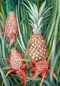 Ananas Selvatico In Fiore E Frutto, Borneo — Marianne North