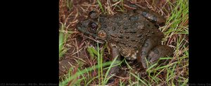 Hoplobatrachus Occipitalis, Aussichtsbergtümpel 08 2014, Comoé National Park, Ivory Coast — Pd Dr. Mark-oliver Rödel