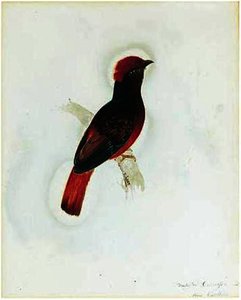 A Red Chatterer — Edward Lear