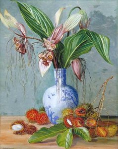 Untitled — Marianne North