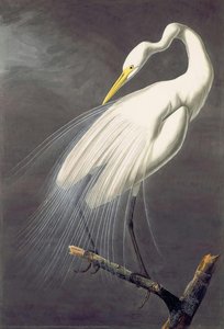 Great Egret (ardea Alba) — John James Audubon
