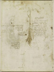 R: Gli Viscere Di Un Cavallo — Leonardo Da Vinci