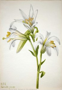 Giglio Di Washington (lilium Washingtonianum) — Mary Vaux Walcott