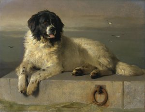 A Distinguished Member Of The Humane Society — Sir Edwin Henry Landseer