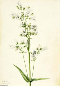 Foxglove Pentstemon (pentstemon Digitalis) — Mary Vaux Walcott
