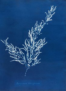 Sargassum Bacciferum - Cyanotype Print From British Algae By Anna Atkins
