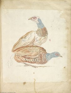 Two Pheasants — Jean-baptiste Oudry