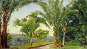 Palme Nel Giardino Botanico, Buitenzorg, Giava — Marianne North