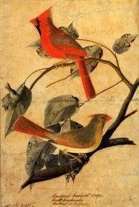 Cardinal Grosbeak — John James Audubon