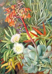 Il Fico Hottentot E Altre Succulente Del Karroo — Marianne North