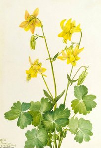 Lemon Columbine (aquilegia Flavescens) — Mary Vaux Walcott