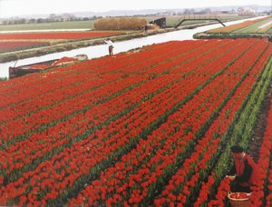 Secret Of Holland — Karsh Di Ottawa