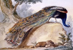 Blue Peacock Sun — Aert Schouman
