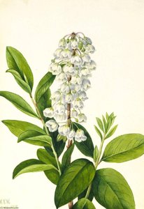 Zenobia (zenobia Cassinifolia) — Mary Vaux Walcott