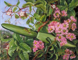Deux Arbustes En Fleurs De Java — Marianne North