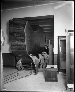 Moving Section Of Giant Sequoia, — Julius Kirschner