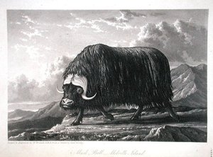 Musk Bull, Melville Island — William Westall