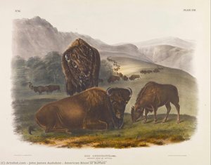 American Bison Or Buffalo — John James Audubon