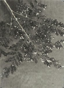Pau Brasil — Luiz Zerbini