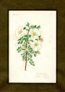 Burnet Or Scotch Rose Of The Family Rosaceae (rosa Spinosissima) — Clara Peters