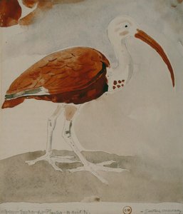 Ibis — Gustave Moreau