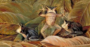 Rãs Árabe, Entre Folhas Mortas, Brasil — Marianne North