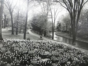 Rock Garden, White Tulips, Ferns, Rideau Canal — Karsh Of Ottawa