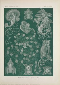 타블라 77 - 바시아. 시폰포라이 — Ernst Heinrich Philipp August Haeckel