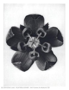 Art Forms in Nature 82