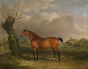 Light Bay Mare — James Barenger