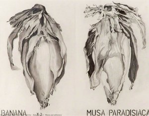 Banana X 2, Musa Paradisiaca — Dave Morris
