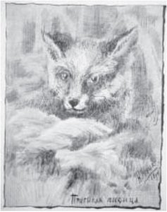 Заробљена Лисица — Nikola Roerić