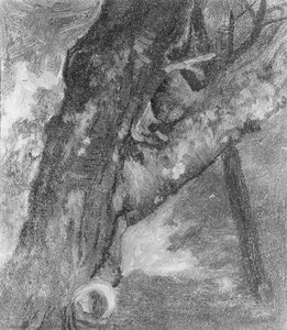 Study Of A Tree — Albert Bierstadt