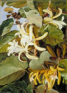 Liście I Kwiaty Niezwykle Pięknego Indyjskiego Drzewa Leśnego — Marianne North