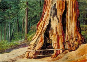 Heim Eines Alten Trappers Im Stamm Eines Großen Baumes, Calaveras Grove, Kalifornien — Marianne North