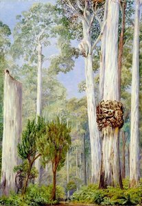 Eucaliptos Karri Cerca Del Río Warren, Australia Occidental — Marianne North