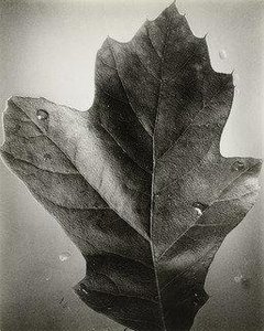 Leaf, Supersight — Berenice Abbott