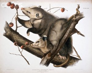 Virginian Opossum From The Viviparous Quadrupeds — John James Audubon